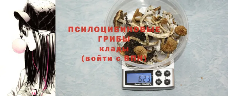 Галлюциногенные грибы Cubensis  Заозёрный 